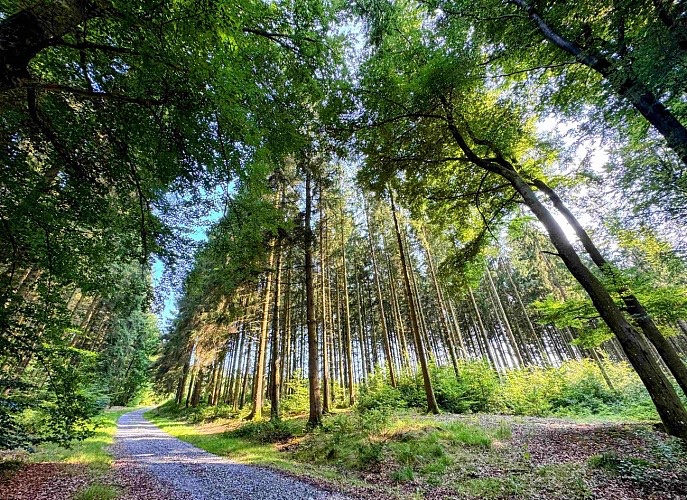 Un chemin dans les bois de Freux